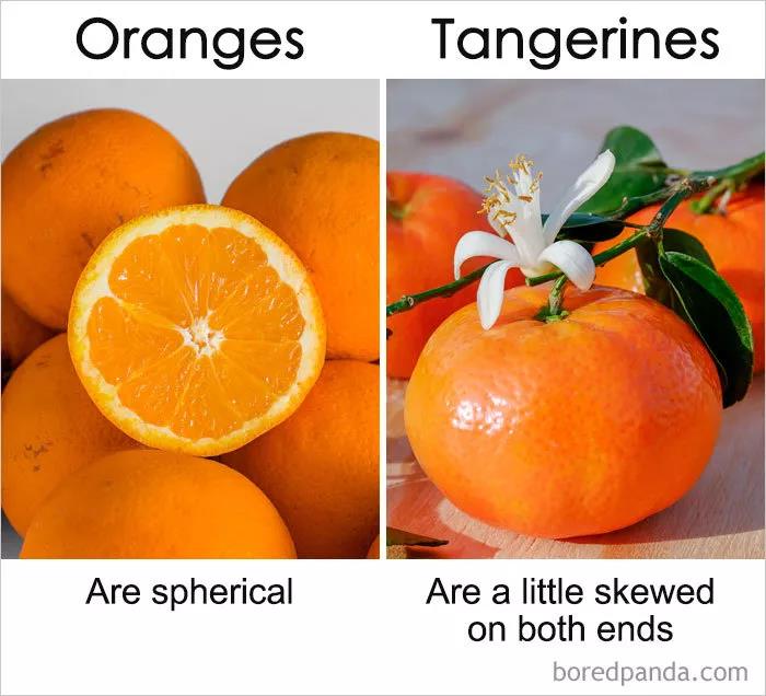 橙子和橘子